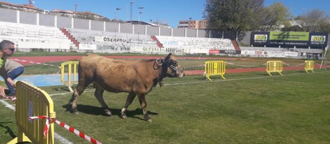 cagada vaca