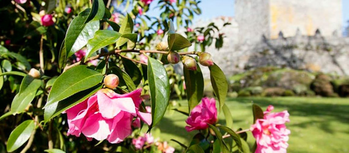 camelias castelo