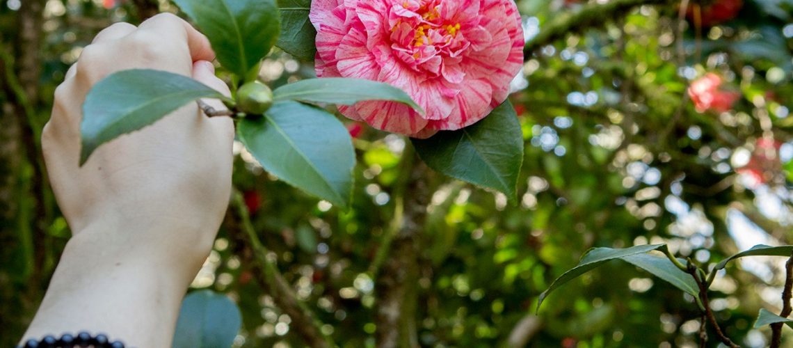 camelias