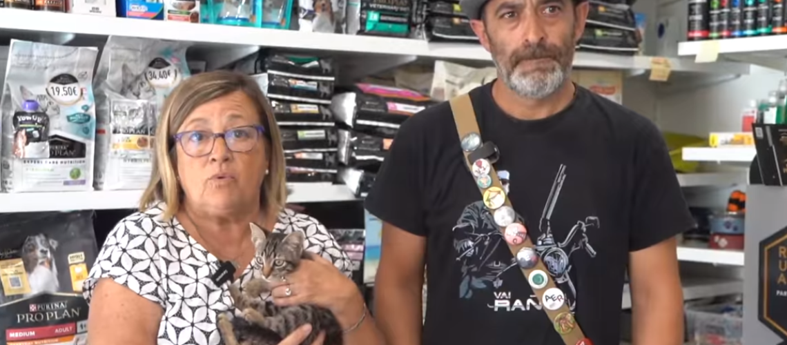 campaña gatos