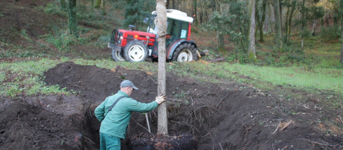 carballo plantación