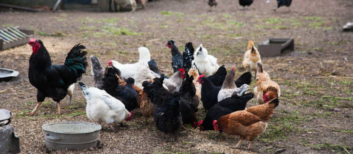 Free range chickens roam the yard on a small farm